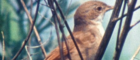 Історія, якої могло не бути. Показ фільмів Ореста Бачмаги
