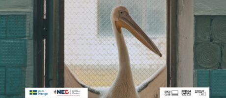 Перегляд фільму “Заповідник Асканія” Андрія Литвиненка. Кіноклуб Docudays